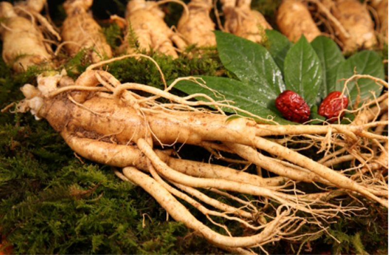 Cơ Chế Hoạt Động Của Sâm Ngọc Linh Đối Với Tiểu Đường