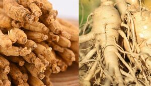 Định nghĩa về hồng sâm và nhân sâm