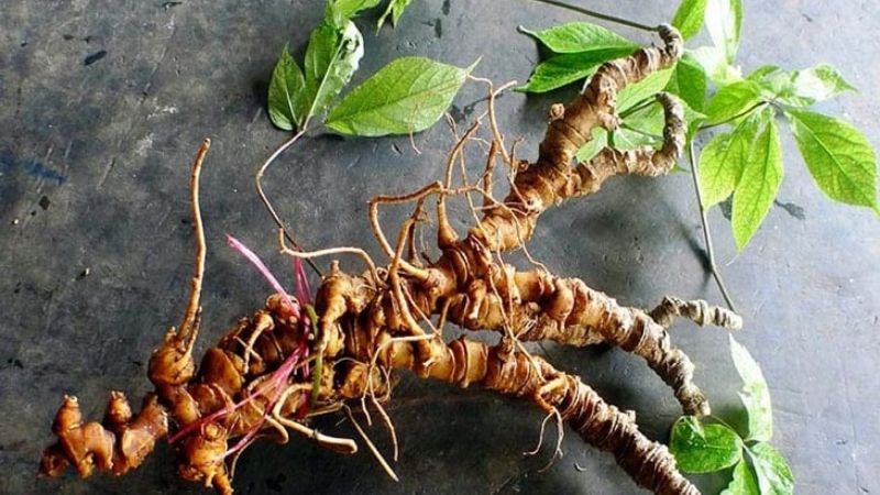 Mức Giá Của Sâm Ngọc Linh