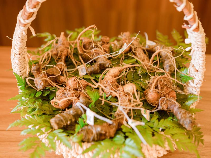 Mùi Vị Của Sâm Ngọc Linh
