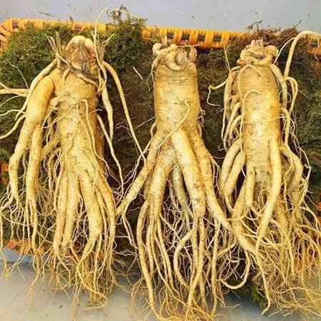 Nguồn gốc và môi trường sinh trưởng