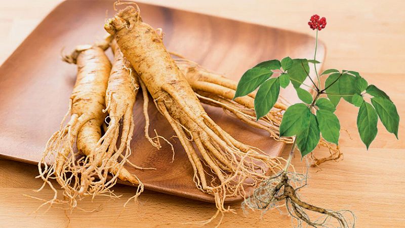 Nhân sâm Hàn Quốc (Panax ginseng)
