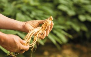 Nhân sâm Hàn Quốc - Vị thần dược của xứ sở kim chi