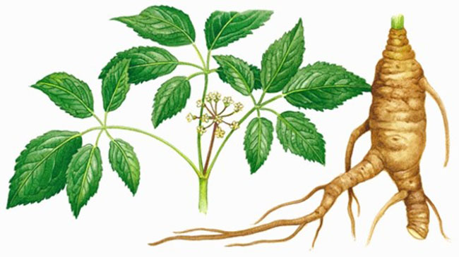 Nhân sâm Siberia (Eleutherococcus senticosus)