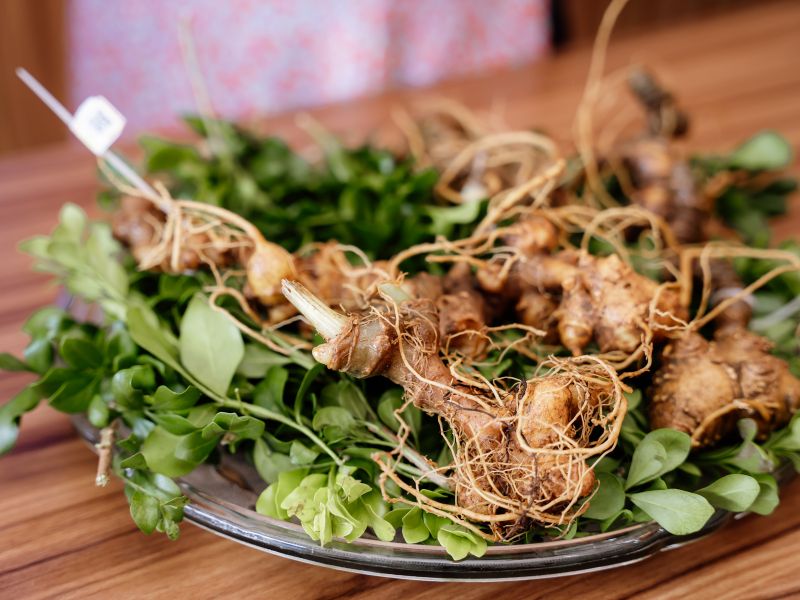 Những Yếu Tố Ảnh Hưởng Đến Mùi Vị Của Sâm Ngọc Linh