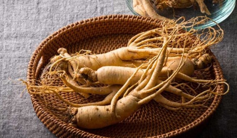 Sâm Ngọc Linh 7 Năm Tuổi