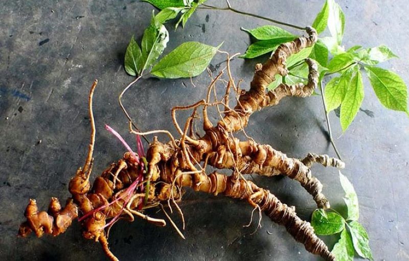 Sâm Ngọc Linh - Loại sâm đặc sản từ Việt Nam 
