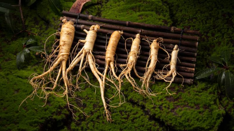 Sâm Ngọc Linh Và Công Dụng Đối Với Bệnh Tiểu Đường