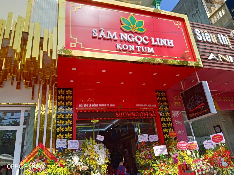 Sâm Ngọc Linh Vĩnh Linh