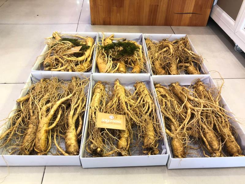 Sâm tươi loại 2 có đặc điểm gì?