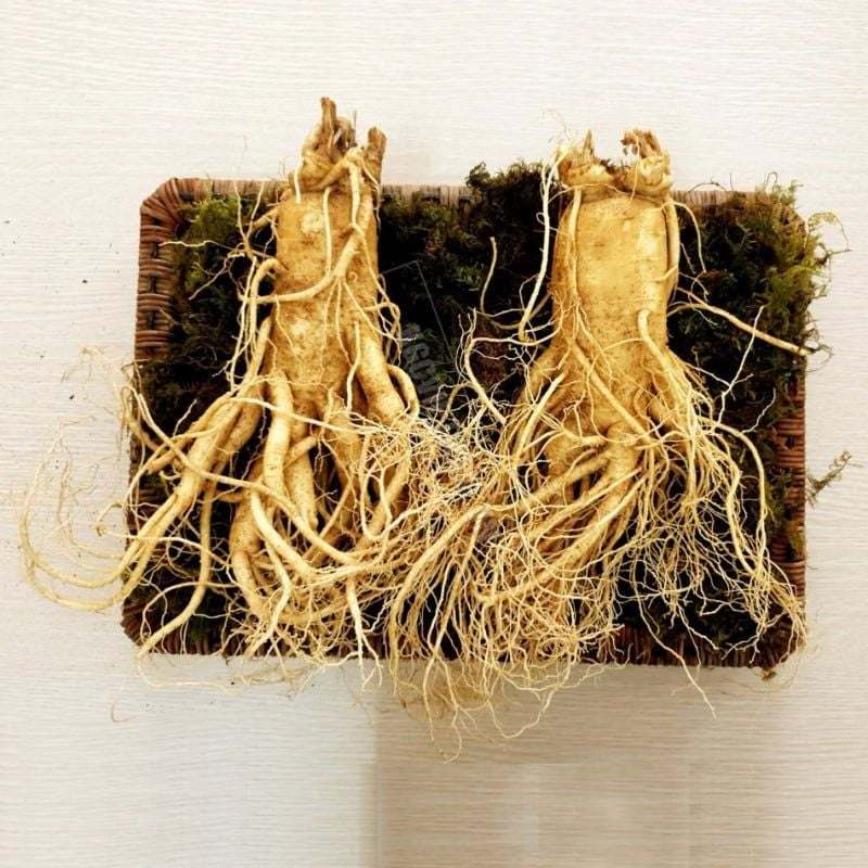 Sâm tươi loại 3 - Đặc điểm và cách nhận biết