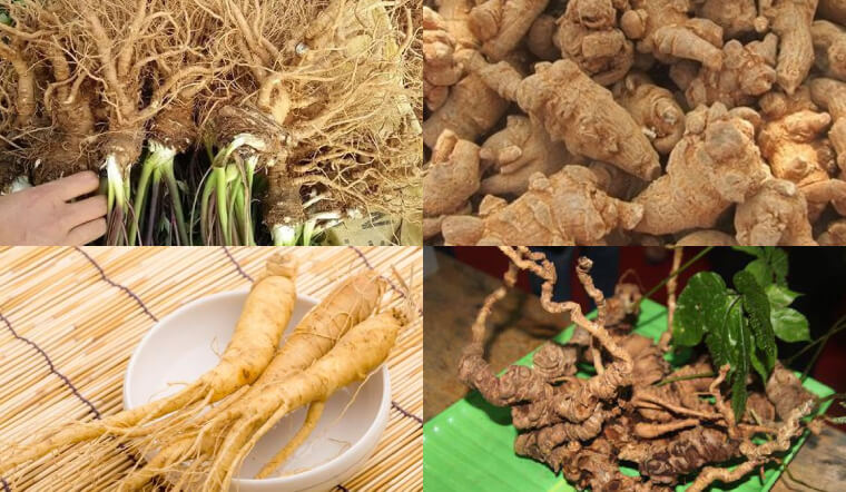 Tác Dụng Của Sâm Ngọc Linh
