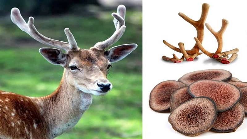 Tác dụng của nhung hươu đối với bệnh viêm khớp và thoái hóa khớp