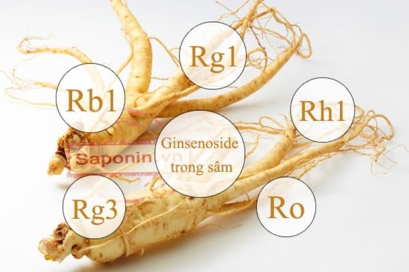 Tác dụng của saponin trong hồng sâm