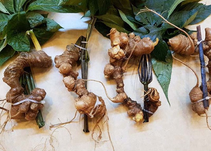 Tại Sao Sâm Ngọc Linh Đắt?