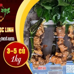 Sâm ngọc linh Kontum