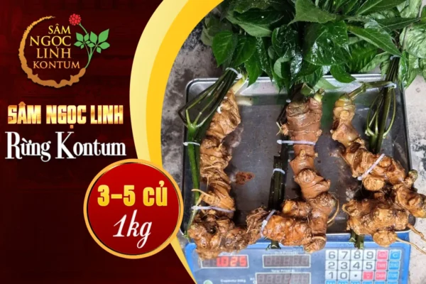 Sâm ngọc linh Kontum